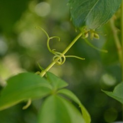 Virginia Creeper Vine